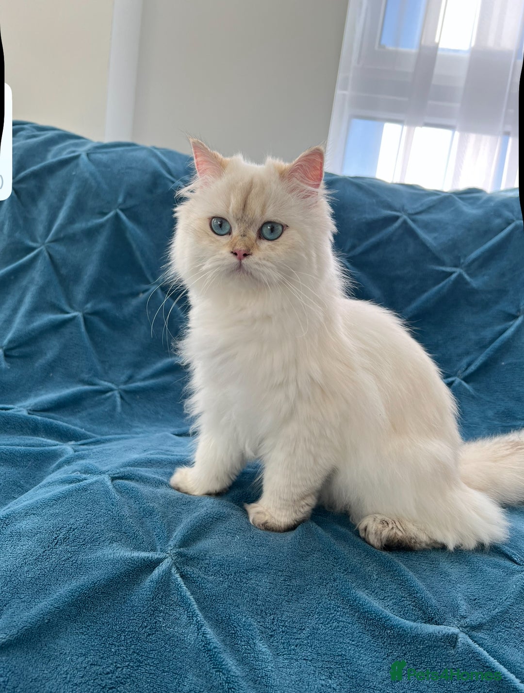 British Longhair cats for sale: Pure bread British Long and Shorthair kittens   - Advert 2