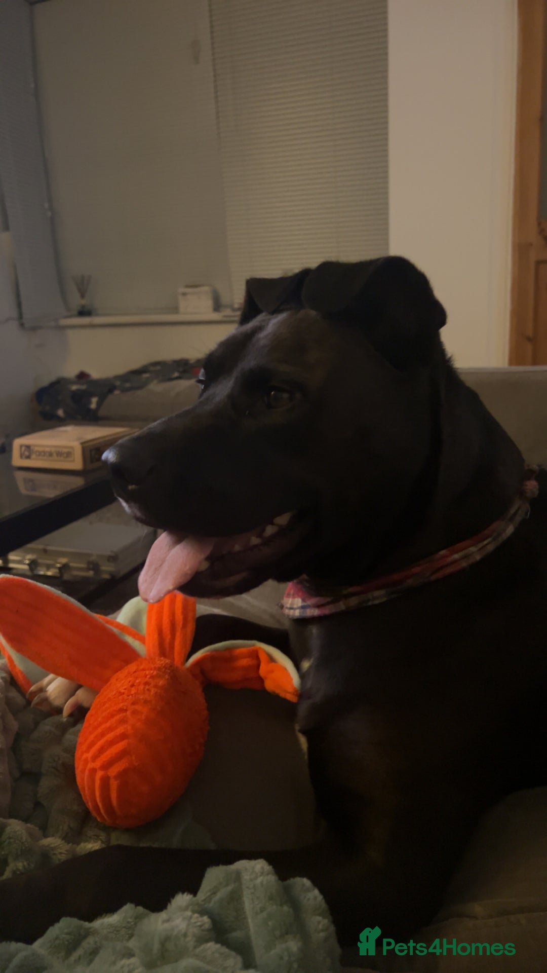 Mixed Breed dogs for sale: 4 year old husky cross - Advert 5