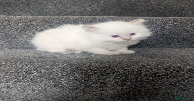 Ragdoll cats - Advert 11
