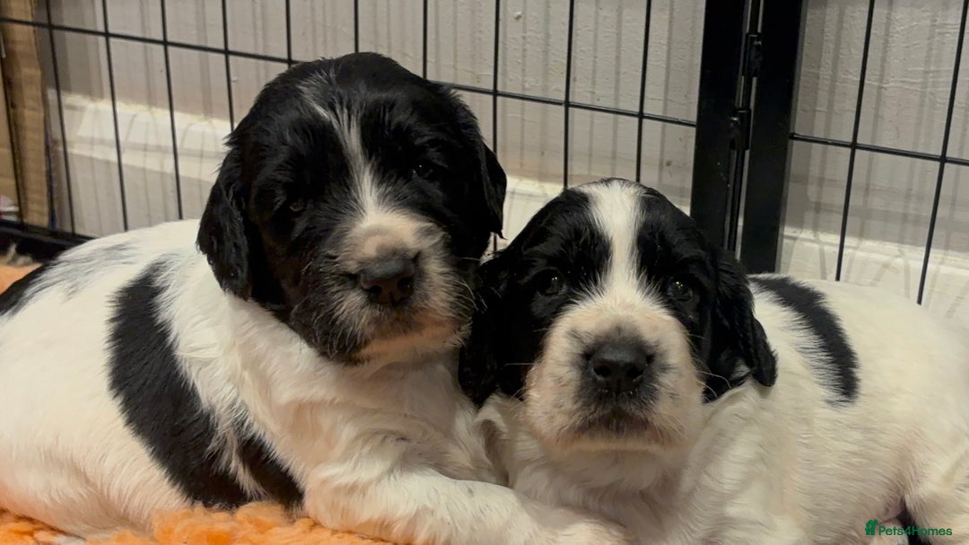 Sprocker dogs for sale: Sprocker Pups  - Image 1