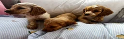 Cocker Spaniel dogs for sale: Show type cocker boys  in Daventry - Advert 11