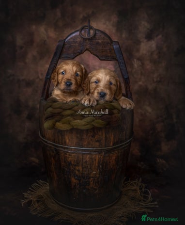 Mini Goldendoodle dogs in Sheerness - Advert 1