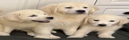 Golden Retriever dogs for sale: Lovely, confident playful puppies - Advert 5