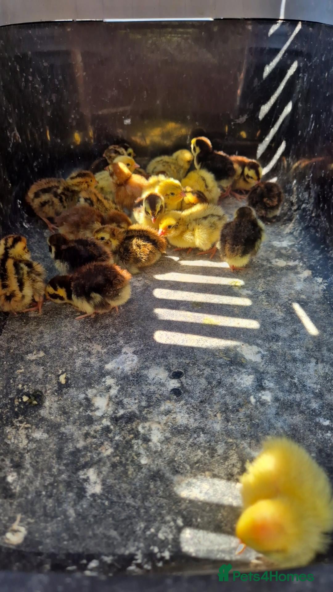 Quail poultry Coturnix Quail Chicks And Hens - Advert 1