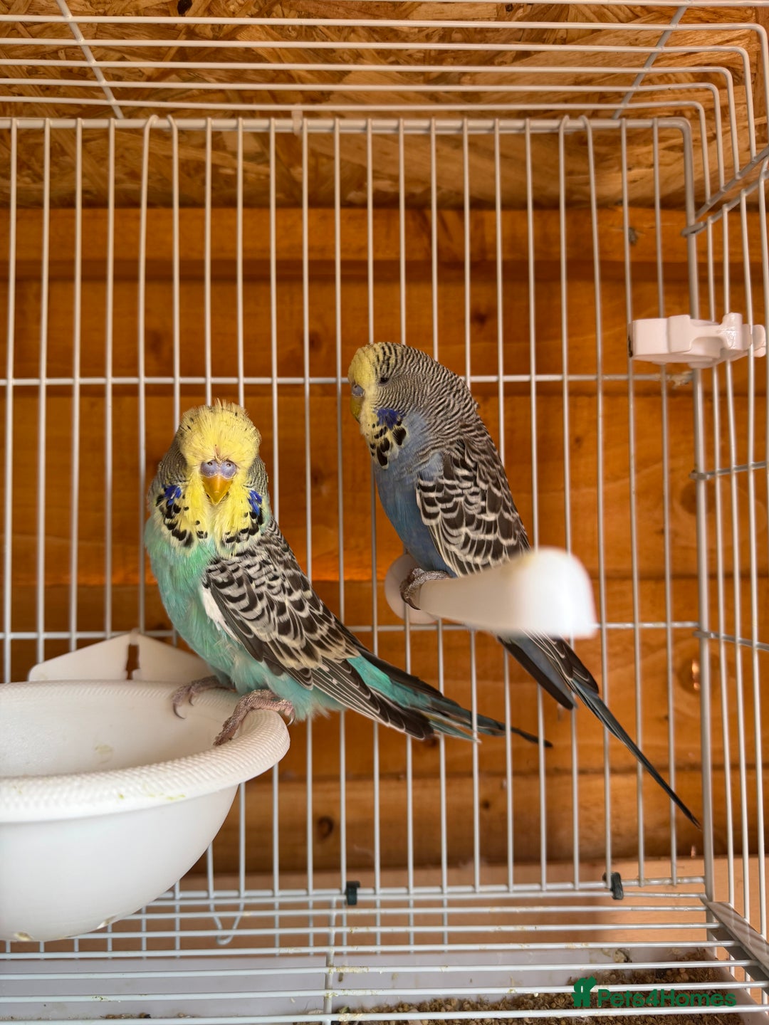Budgerigars birds for sale: Exhibition budgie flock  - Image 6