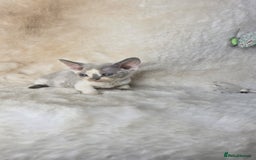 Devon Rex cats for sale: Devon Rex. 3 girls bominant blue eyes. All guts  - Image 29