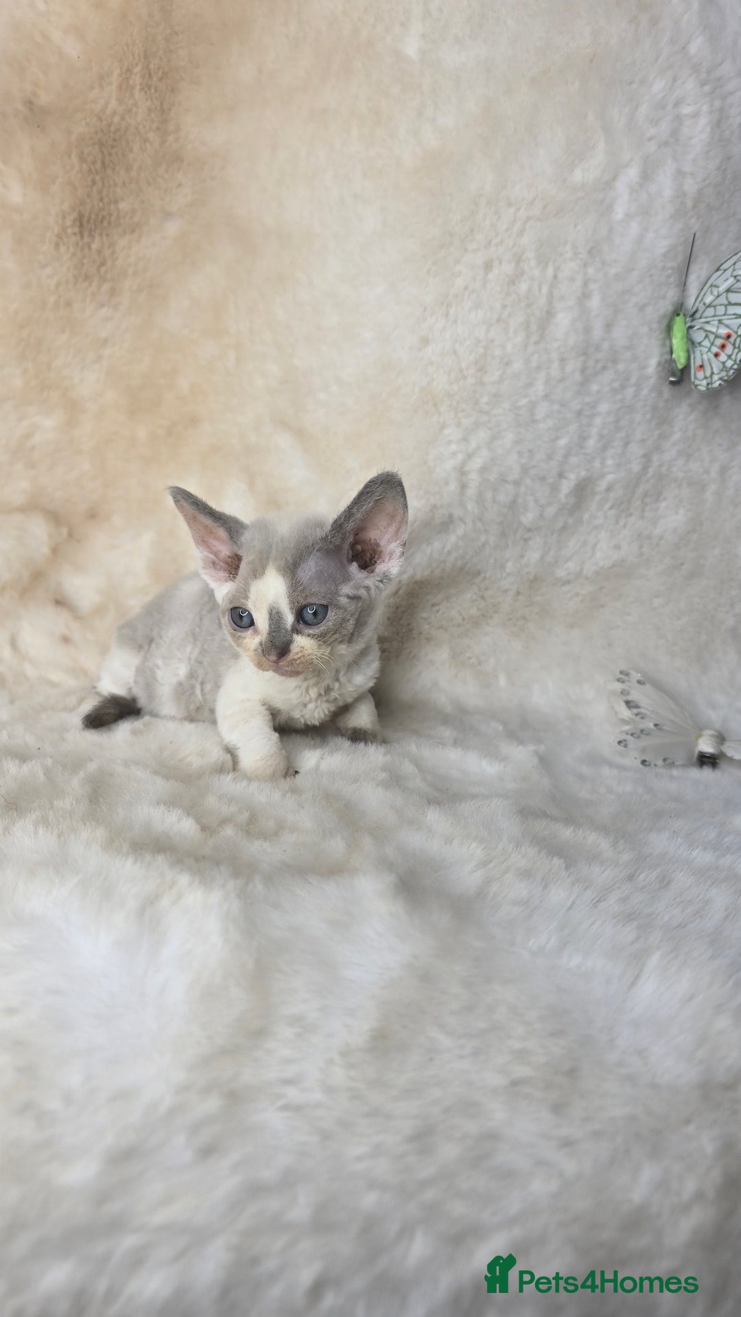 Devon Rex cats for sale: Devon Rex. 3 girls bominant blue eyes. All guts  - Image 29