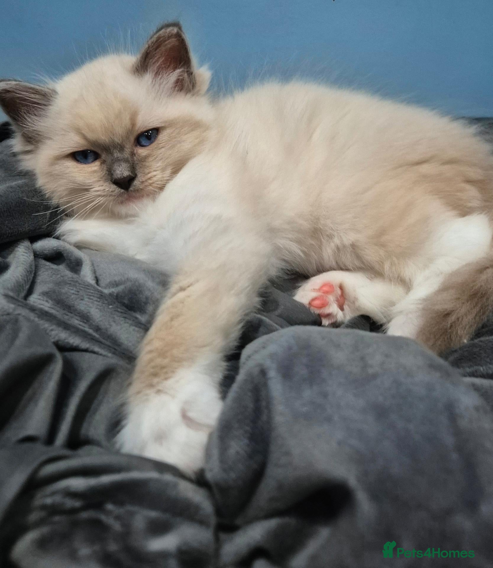 Ragdoll cats GCCF Pedigree Radolls - Advert 1