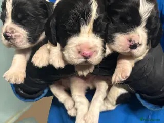 English Springer Spaniel dogs English Springer Spaniel Puppies - 5 Star Licence - Advert 3