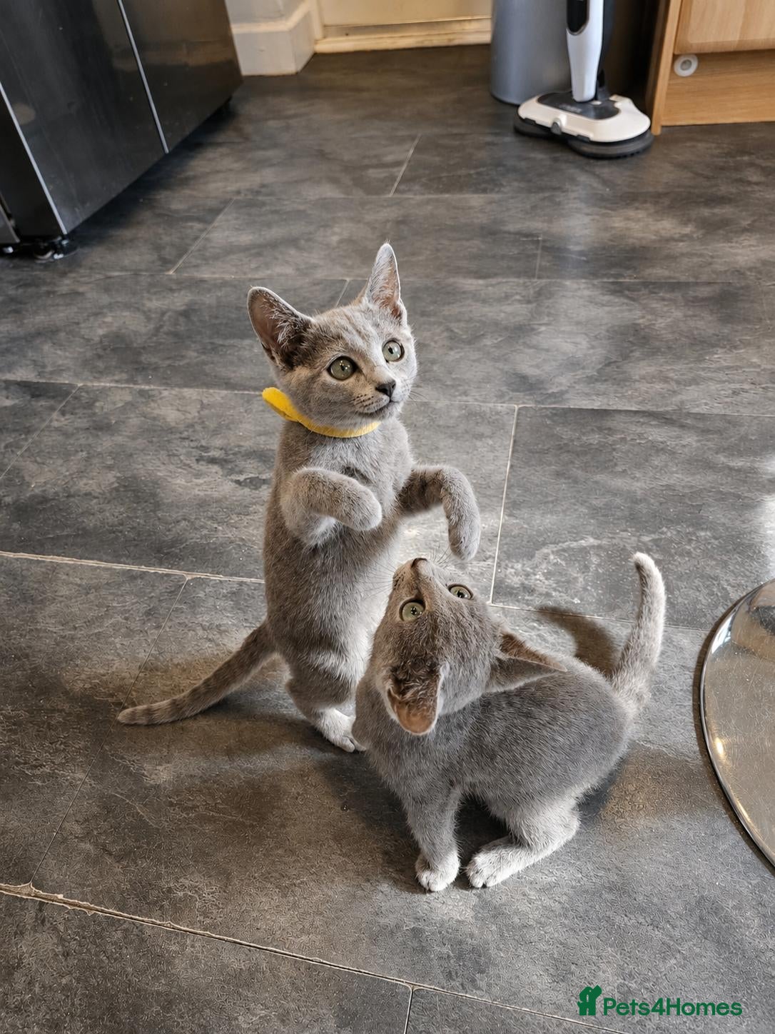 Russian Blue cats Russian Blue Kittens for Sale - Advert 1