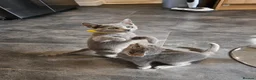 Russian Blue cats for sale: Russian Blue Kittens for Sale - Advert 1