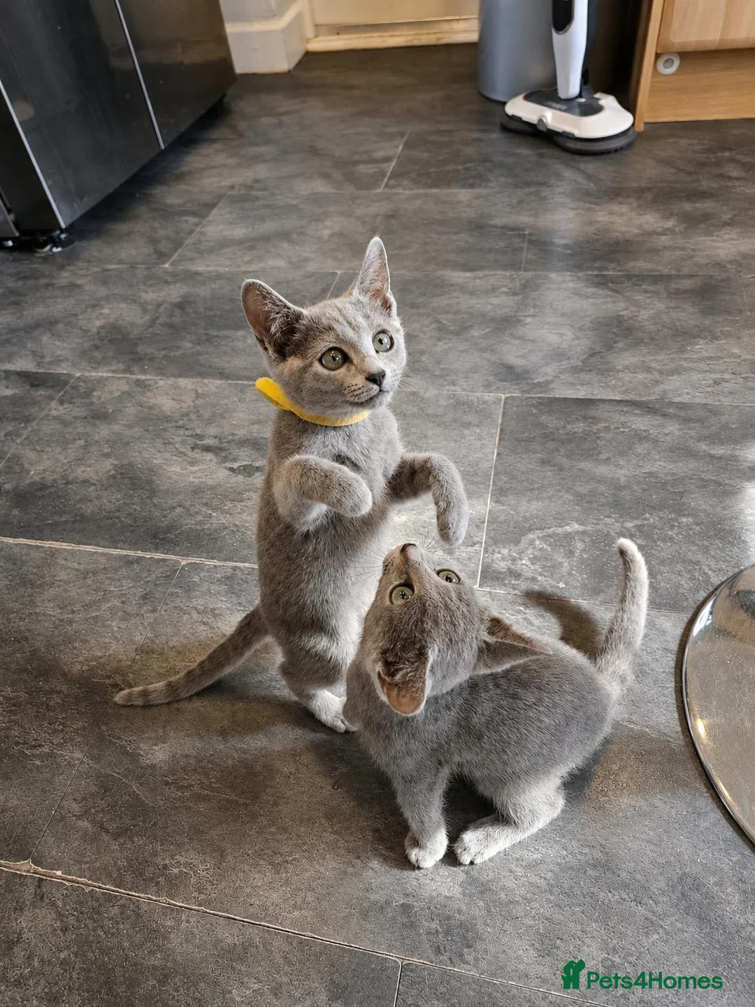Russian Blue cats for sale: Russian Blue Kittens for Sale - Advert 1