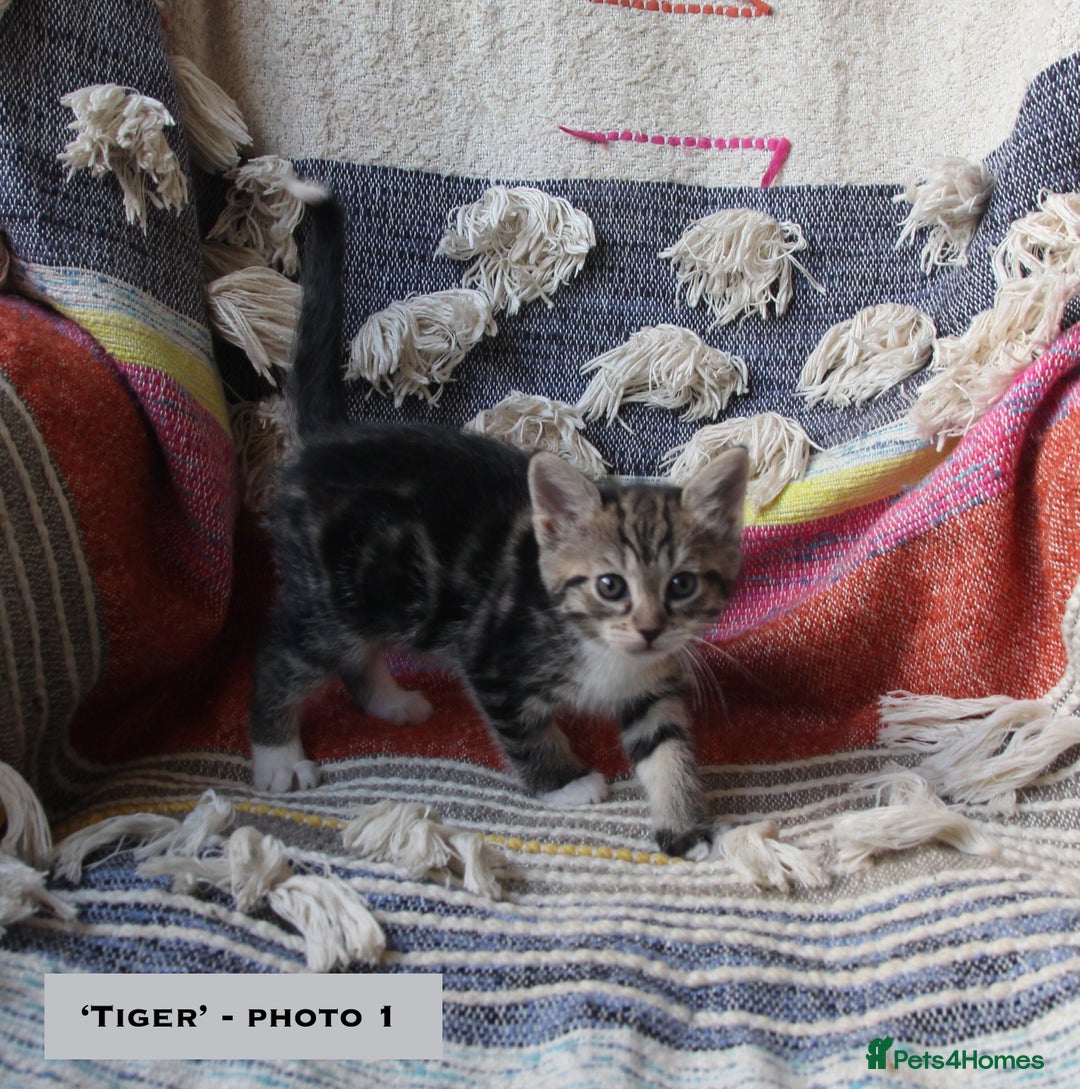 Mixed Breed cats for sale: Maine Coon Cross Kittens – Home Raised, Ready Jan - Advert 14