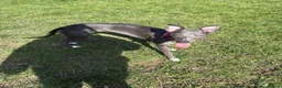 Whippet dogs for sale: Kc registered blue whippet female  - Advert 4
