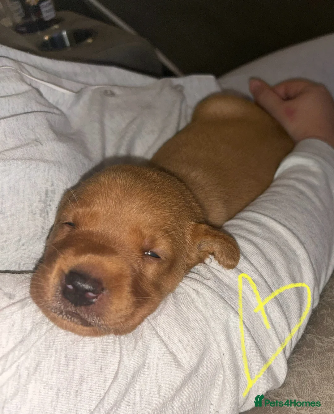 Labrador Retriever dogs for sale: Gorgeous KC Registered Fox Red Labradors  - Advert 2