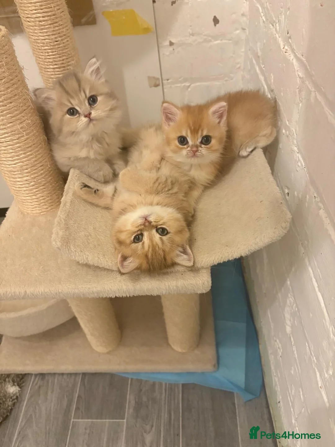 British Shorthair cats for sale: GOLDEN BSH KITTENS AVAILABLE FOR RESERVATION - Advert 2
