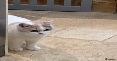 British Shorthair cats - Advert 6