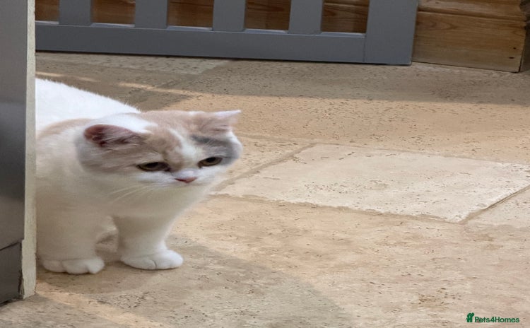 British Shorthair cats Full Pedigree Registered BSH - Ready to leave - Advert 15