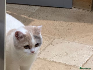 British Shorthair cats Full Pedigree Registered BSH - Ready to leave - Advert 4