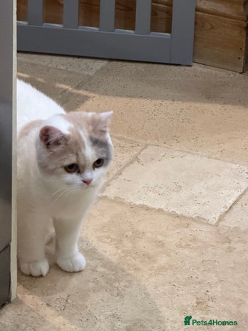 British Shorthair cats Full Pedigree Registered BSH - Ready to leave - Advert 15