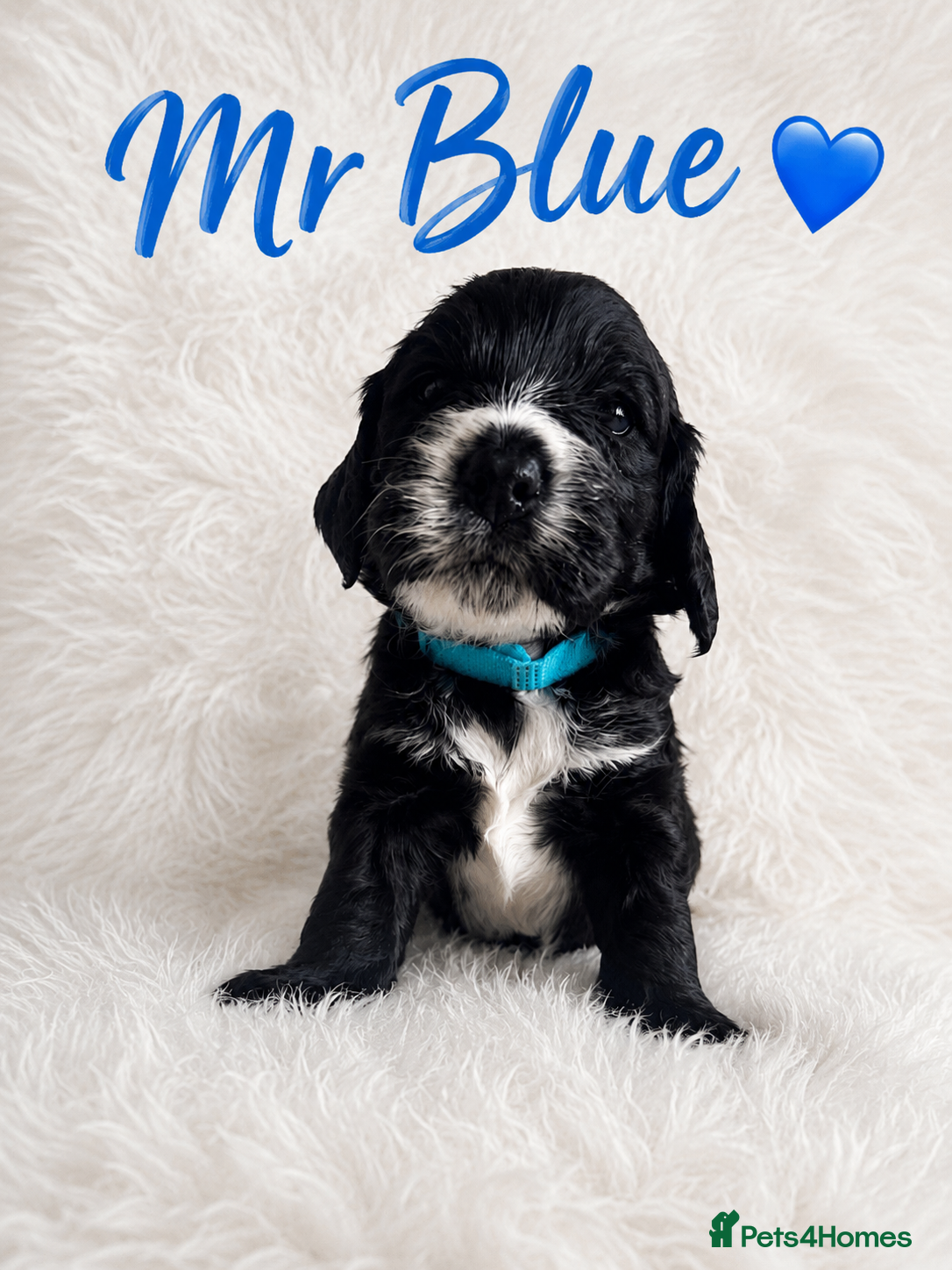 Cockapoo dogs 5 ⭐️ licensed home breeder  - Advert 2