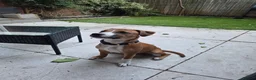 Staffordshire Bull Terrier dogs for sale: Staffordshire bull terrier  - Advert 3
