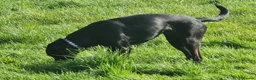 Mixed Breed dogs for stud: Female border collie for stud in Birkenhead - Advert 2