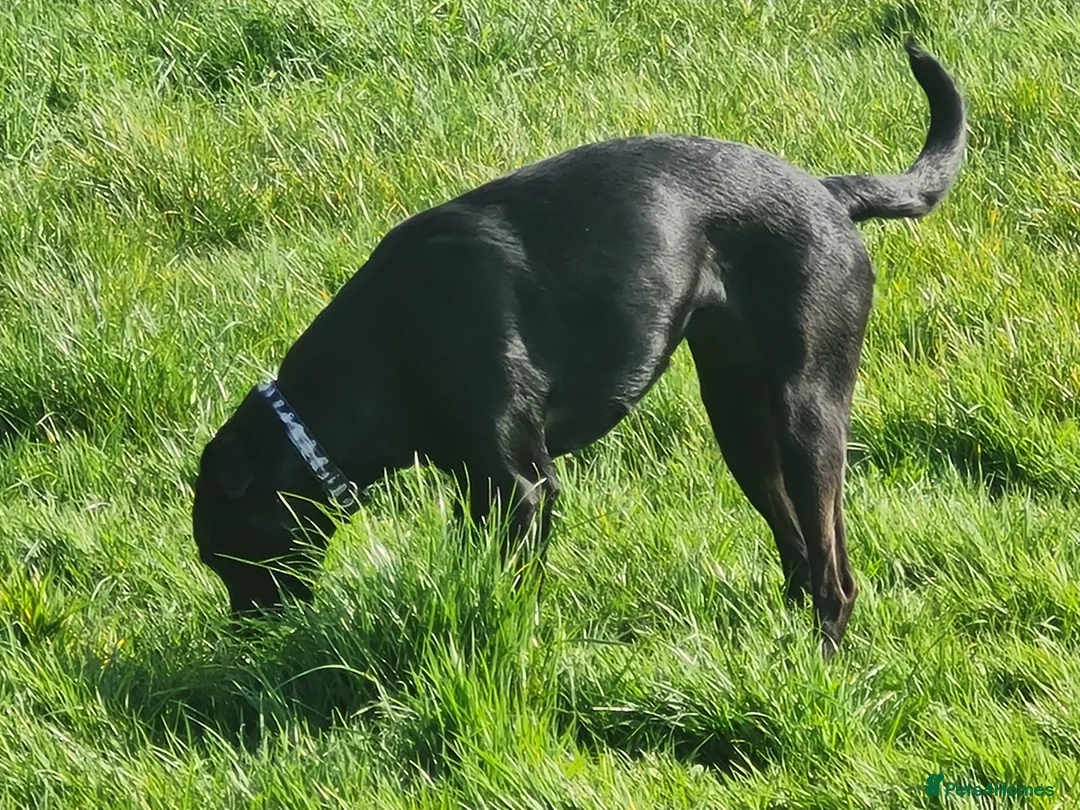 Mixed Breed dogs for stud: Female border collie for stud in Birkenhead - Advert 2