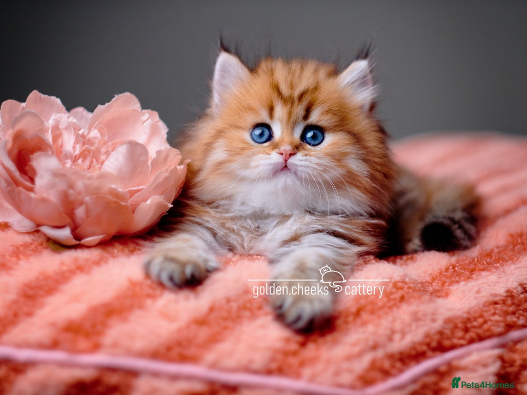 British Shorthair cats for sale: Show Quality Golden Shaded Kittens - Image 12