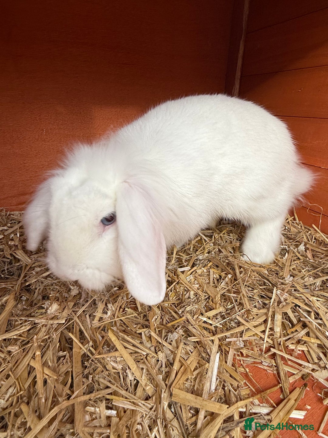 Lionhead rabbits for sale: 3 lionhead rabbits and cage  - Image 3