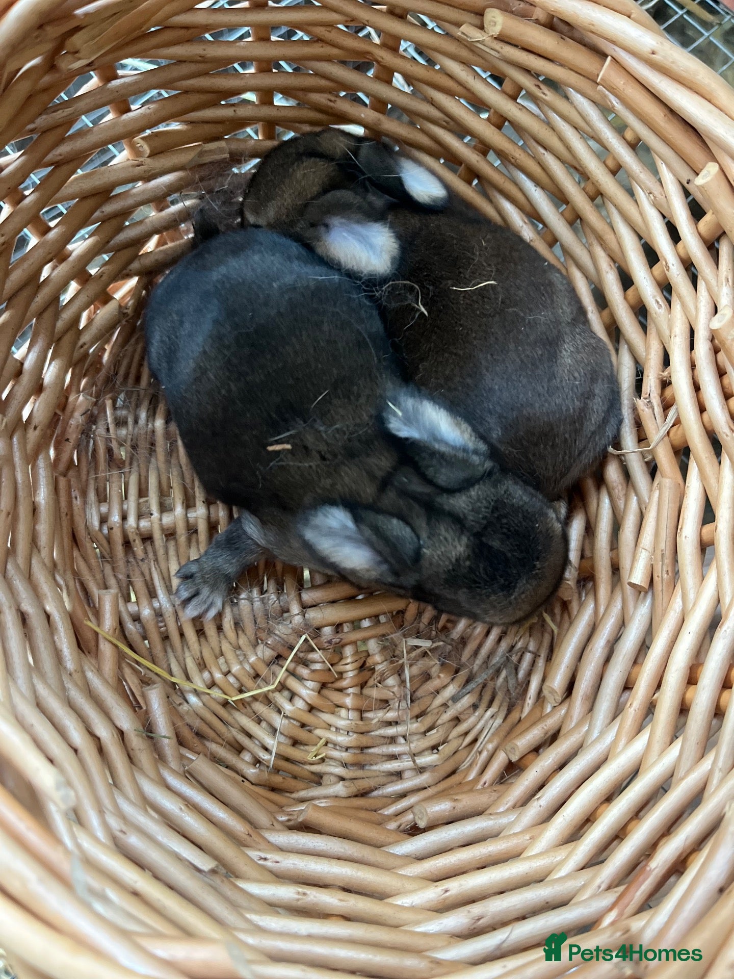 Mini Lop rabbits Gorgeous baby mini lops  - Advert 1
