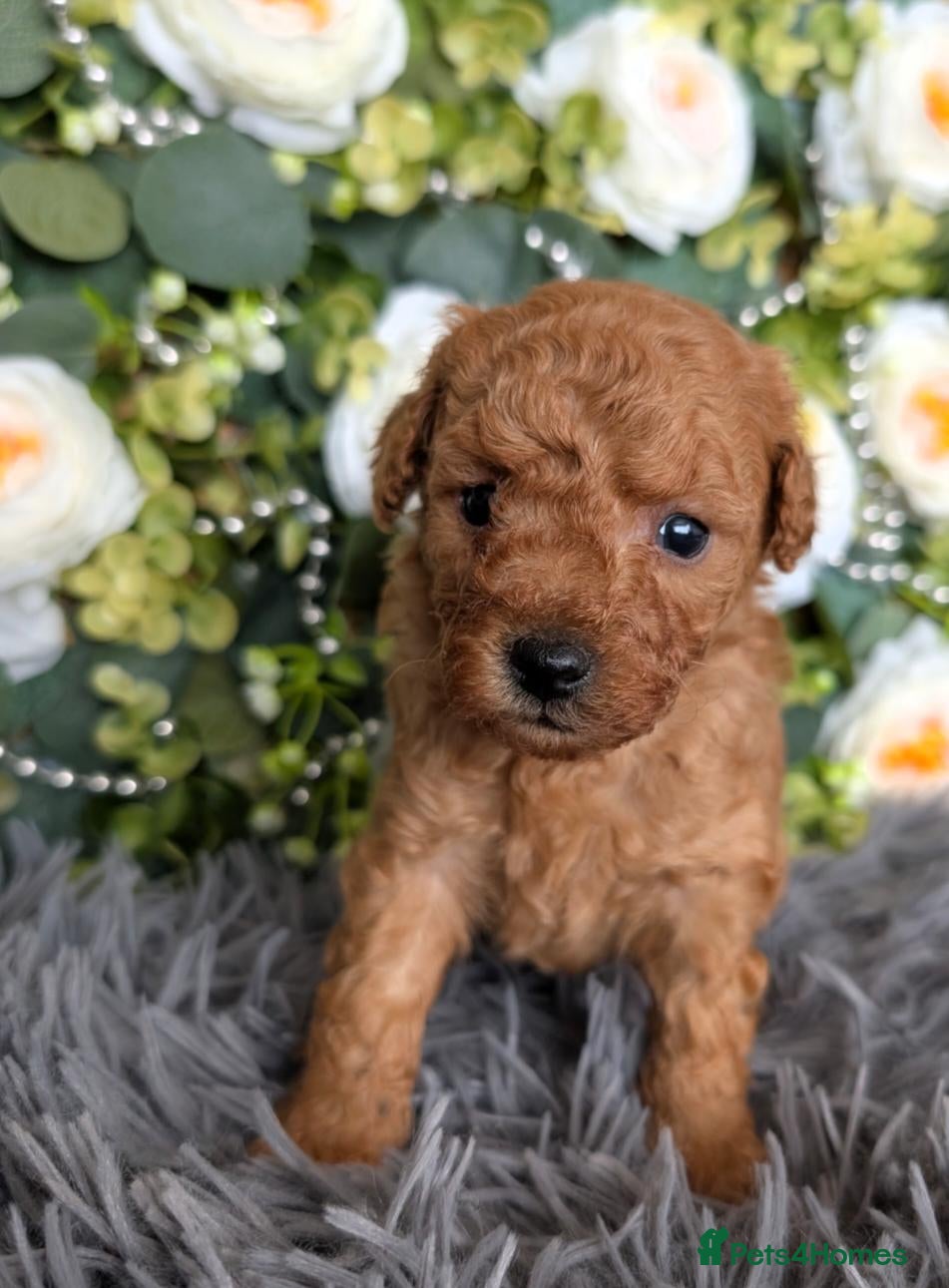 Toy Poodle dogs ❤️Toy poodl puppies❤️ HEALTH TESTED PARENTS  - Advert 1