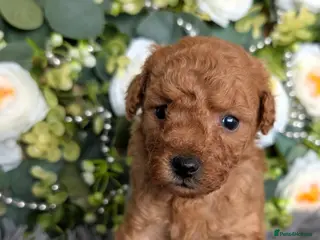 Toy Poodle dogs ❤️Toy poodl puppies❤️ HEALTH TESTED PARENTS - Advert 1