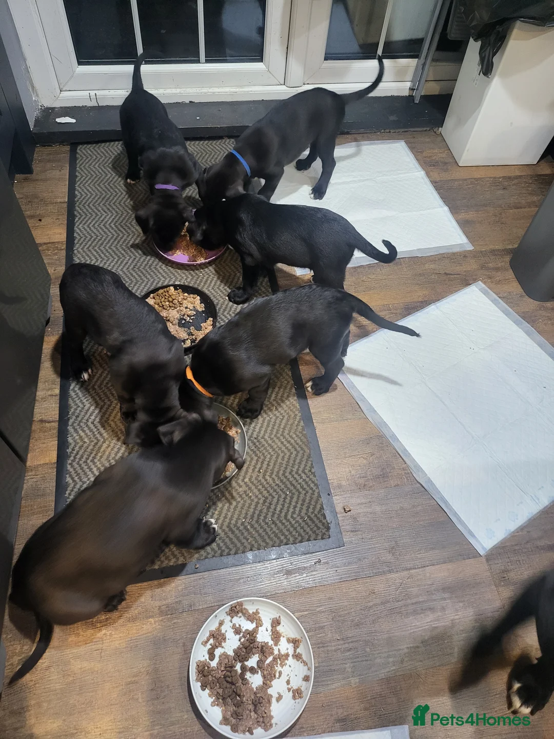 Mixed Breed dogs for sale: Cane Corso X Newfoundland/Labrador Puppies - Advert 10