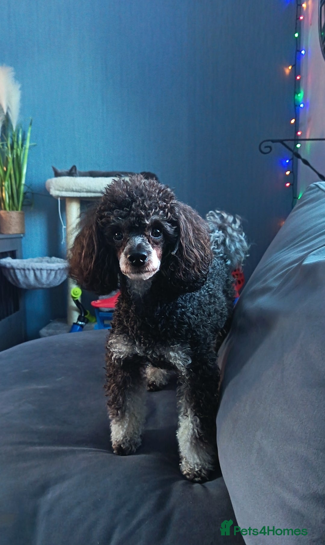 Toy Poodle dogs for stud: *Beautiful Blue Phantom*DNA Clear*Carries Silver* - Advert 2