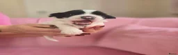 Chinese Crested dogs for sale: ✨🐾 EXQUISITE & RARE CHINESE CRESTED PUPPIES 🐾✨ - Advert 34