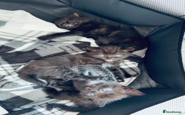 Mixed Breed cats - Advert 9