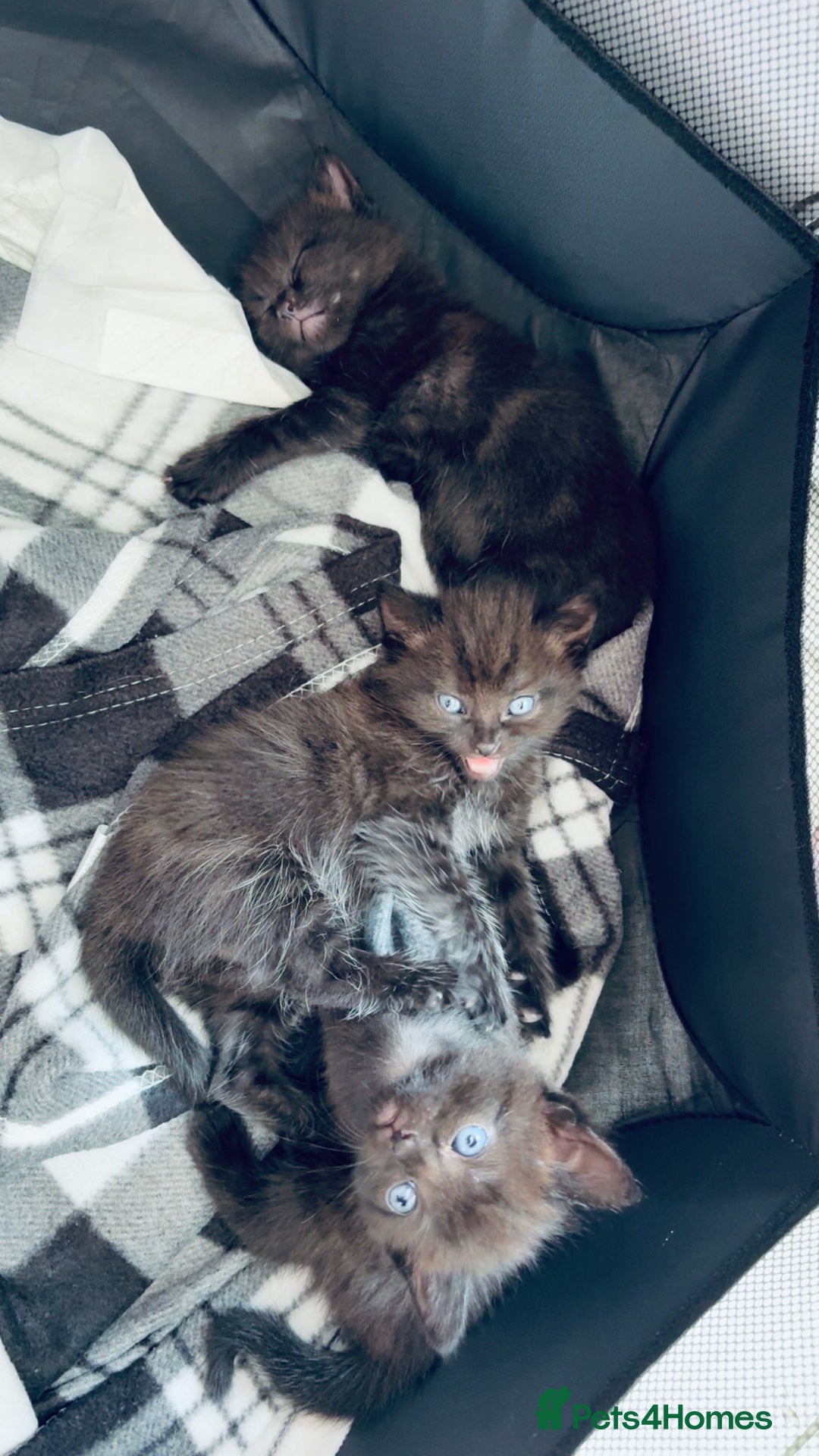 Mixed Breed cats for sale: 3 lovely kittens  - Image 1