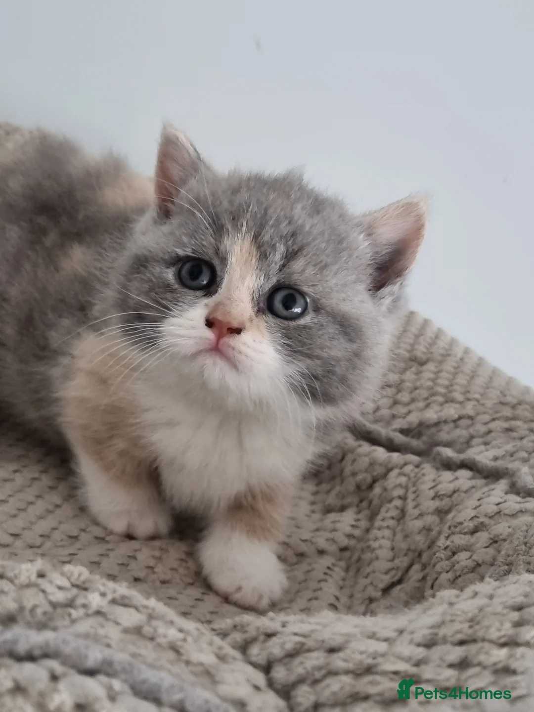 British Shorthair cats for sale: British Shorthair girls  - Advert 2