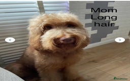 Labradoodle dogs for sale:  Australian Labradoodles Show Cocker Spaniel - Image 34