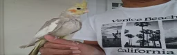 Cockatiels birds for sale: Super silly hand tamed baby budgies  - Advert 3
