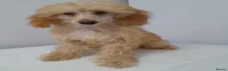 Miniature Poodle dogs for sale: Last 2 miniature poodle puppies ready now - Advert 7