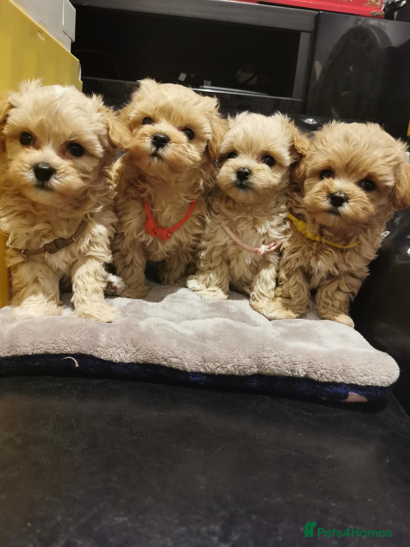 Maltipoo dogs for sale: Tiny Maltipoo F1 KC Parents Extensively DNA Clear  - Advert 1