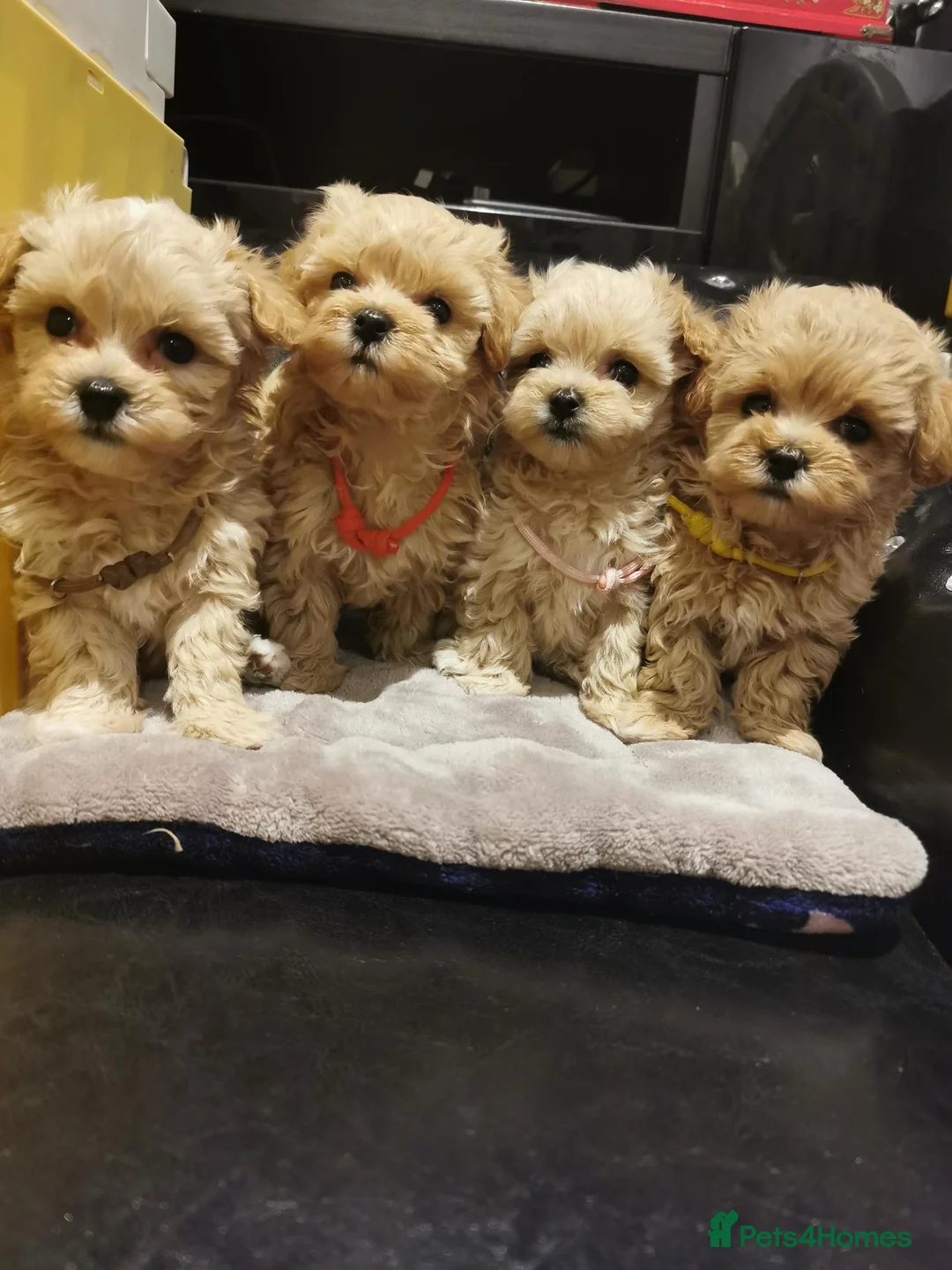 Maltipoo dogs for sale: Tiny Maltipoo F1 KC Parents Extensively DNA Clear  - Advert 1