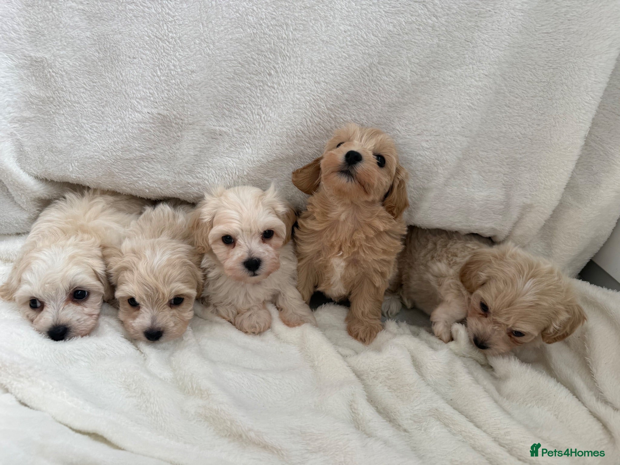 Maltipoo dogs  **  Maltipoo puppy’s  - Advert 14