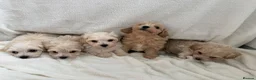 Maltipoo dogs for sale:  **  Maltipoo puppy’s  in Swanley - Advert 12