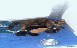 Mixed Breed cats for sale: 4 beautiful kittens for sale - Image 1