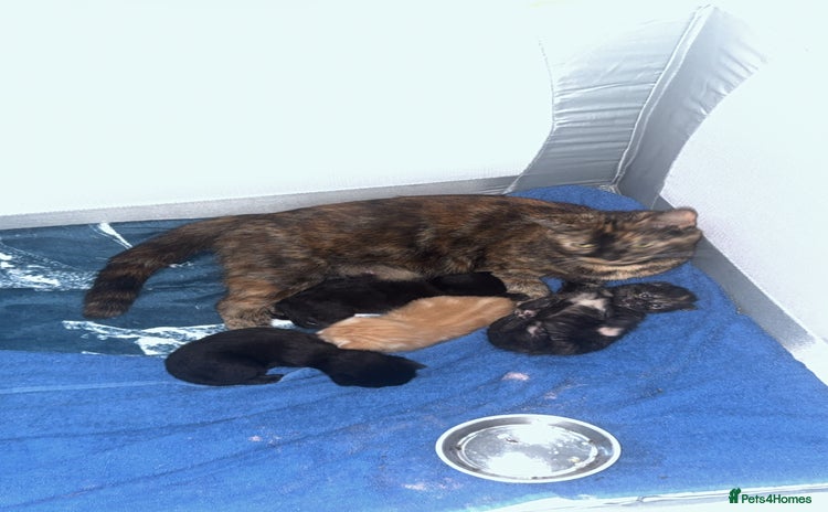 Mixed Breed cats - Advert 2