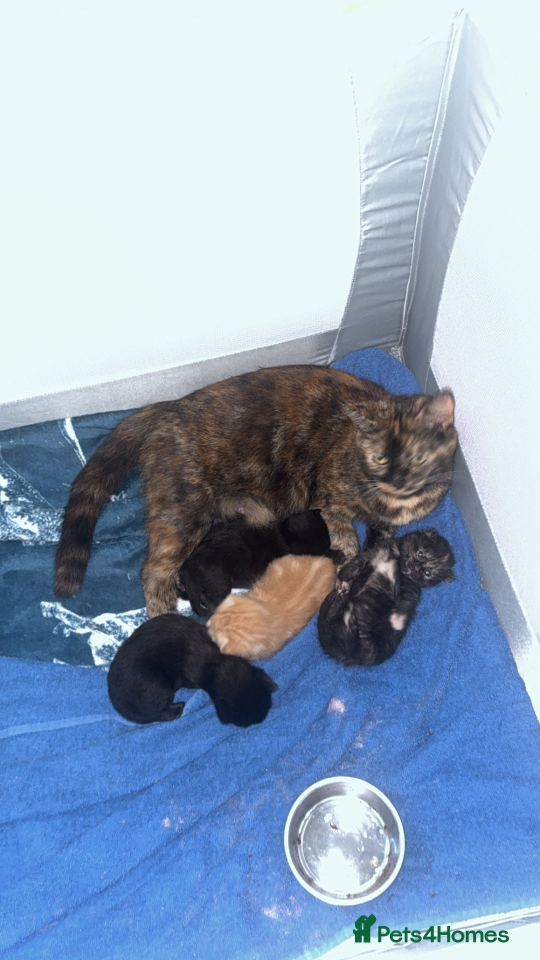Mixed Breed cats for sale: 4 beautiful kittens for sale - Image 1