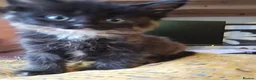 Mixed Breed cats for sale: KITTENS READY NOW - Advert 13